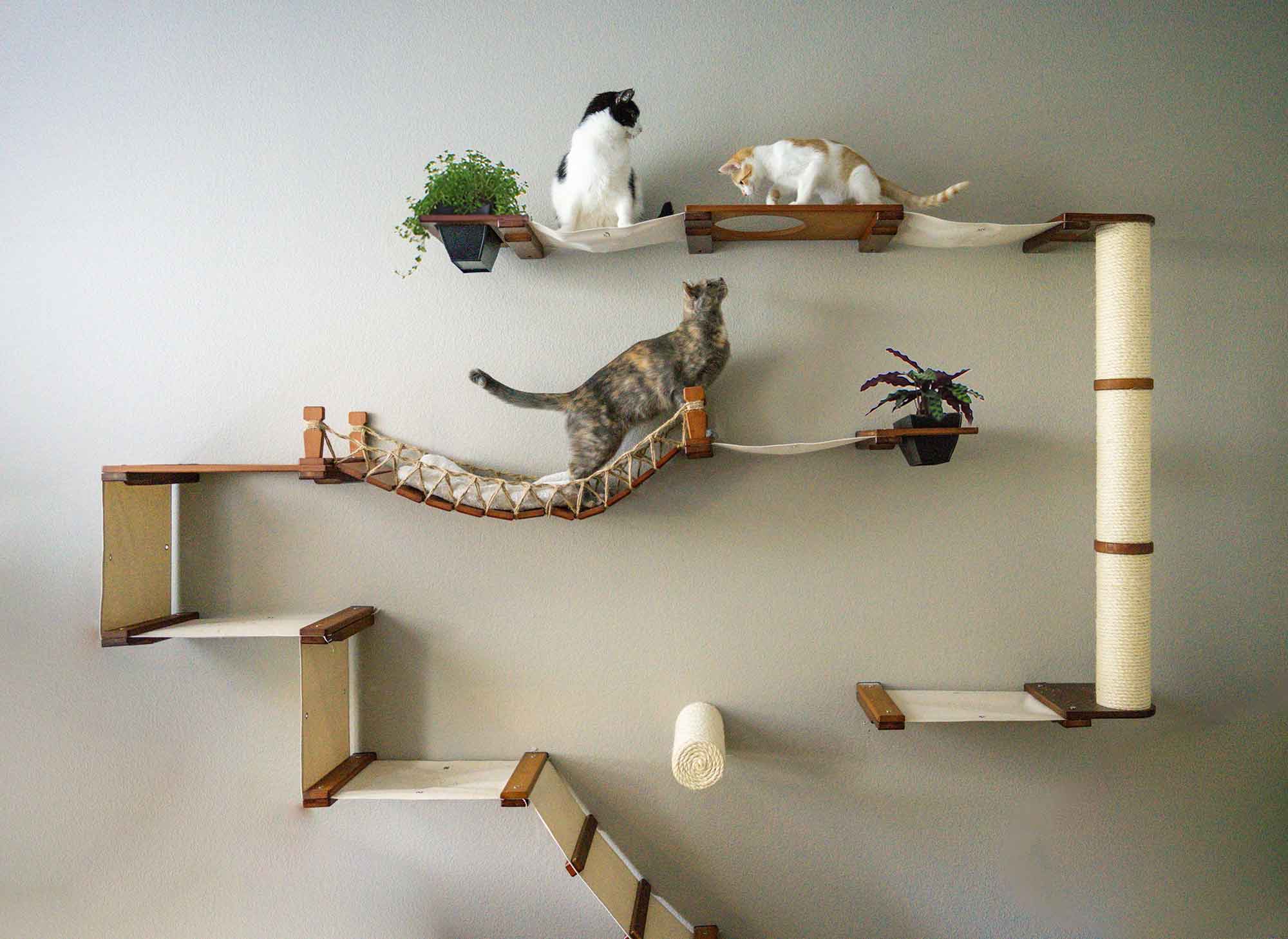 Cats playing on cat wall furniture