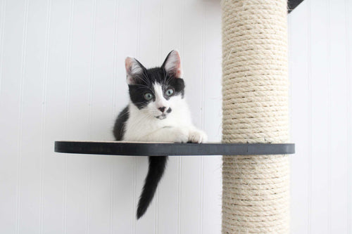 kitten sititng on scratching pole shelf