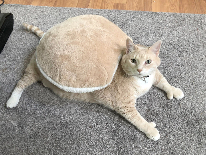 cat dressed as a turtle