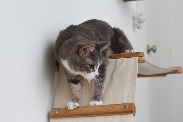 kitten using the ladder planks to climb down the wall mounted Lift cat hammock bed