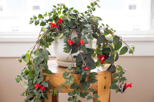 A potted lipstick plant on a table