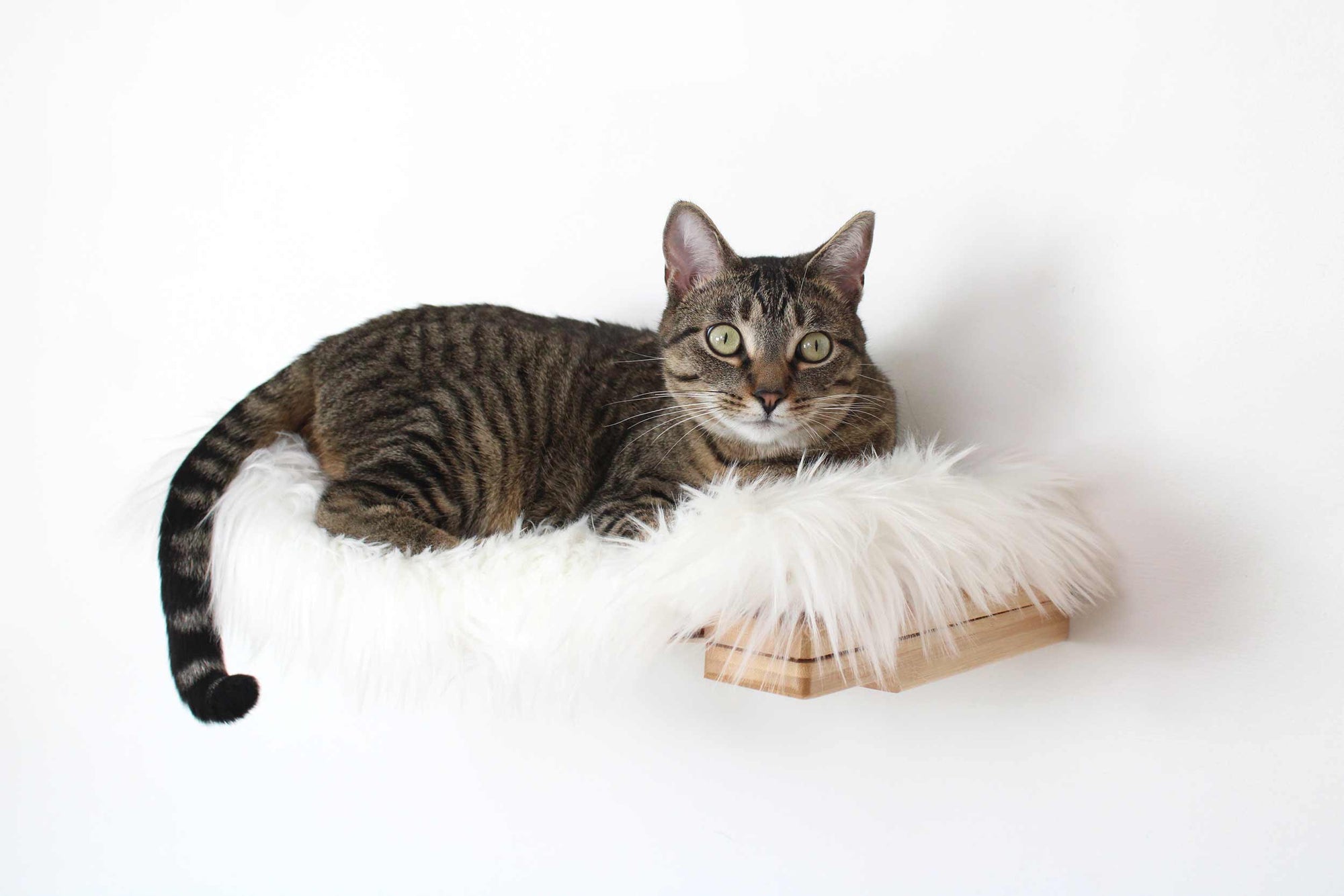 cat laying on hammock with natural plush pad