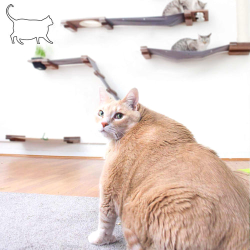 obese cat standing next to a cat tree