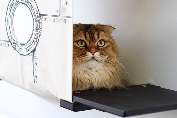 Fluffy cat stares out of Onyx Cubby with Porthole canvas.