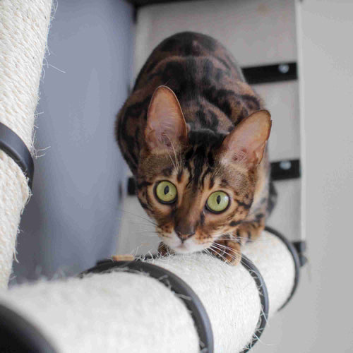 The Plateau - Horizontal Cat Scratcher Bed Set