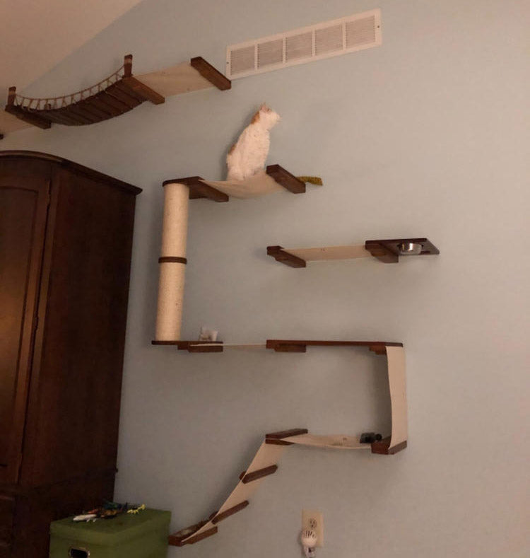 Cat jungle shop gym wall