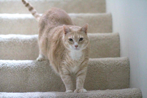 cat standing on stairs