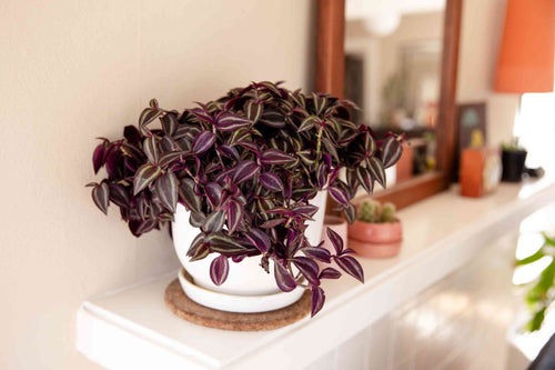 Potted spiderwort plant