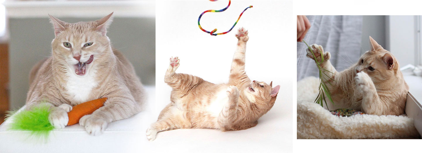 8 PCS Fish Cat Toys Set for Boredom - Pet Clever
